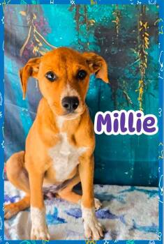 Millie -  Labrador Retriever Dog for Adoption in Ringwood, New Jersey - Millie | PetCurious