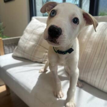 Nugget -  Mixed Breed Dog for Adoption in Chesapeake, Virginia - Nugget | PetCurious