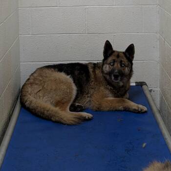 German Shepherd Dog Dogs Available for Adoption in Ravenna, Ohio - 190149 LOOKING FOR OWNER | PetCurious