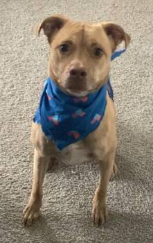 Rescue American Staffordshire Terrier Dogs for Adoption in San Antonio, Texas - CHLOE | PetCurious