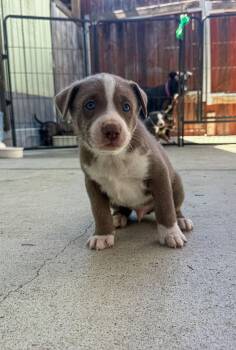 Labrador Retriever Dogs Available for Adoption - Marilynn