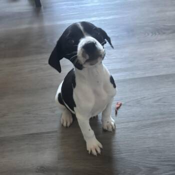 Mixed Breed Dogs Available for Adoption - Vanilla Sweet Cream | PetCurious