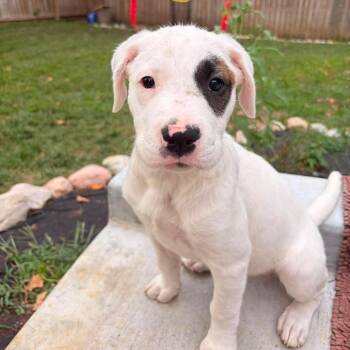 Darla -  Pointer and Pit Bull Terrier Dog for Adoption in Overland Park, Kansas - Darla | PetCurious