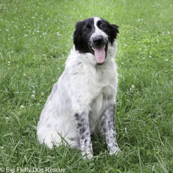 Helena -  Great Pyrenees and Border Collie Dog for Adoption in Nashville, Tennessee - Helena | PetCurious