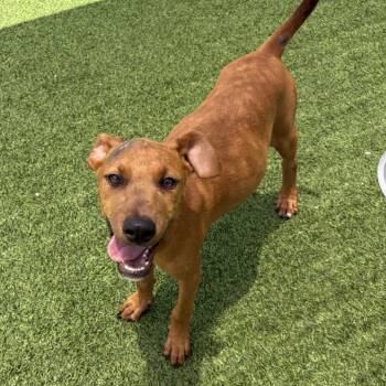 Alexandria 3743 -  Doberman Pinscher and Mixed Breed Dog for Adoption in Loxahatchee Groves, Florida - Alexandria 3743 | PetCurious