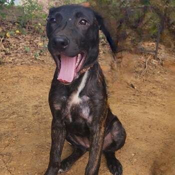 Starlight -  Mixed Breed Dog for Adoption in Denison, Texas - Starlight | PetCurious