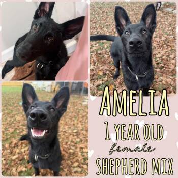 Amelia -  German Shepherd Dog and Belgian Shepherd Malinois Dog for Adoption in Grantville, Pennsylvania - Amelia | PetCurious