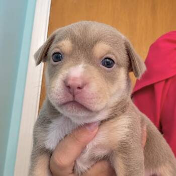 Summer -  Chihuahua Dog for Adoption in Tampa, Florida - Summer | PetCurious