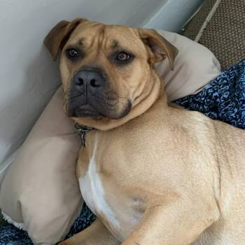 Bonnie -  Mastiff and Mixed Breed Dog for Adoption in Columbia, South Carolina - Bonnie | PetCurious