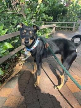 Madonna -  Miniature Pinscher and Mixed Breed Dog for Adoption in Honolulu, Hawaii - Madonna | PetCurious