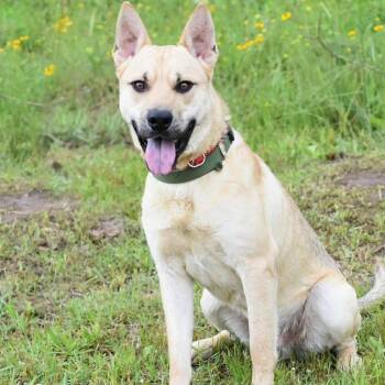 Labrador Retriever Dogs Available for Adoption in Pearland, Texas - Samwise | PetCurious