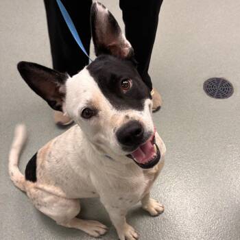 Grape -  Australian Cattle Dog Blue Heeler and Terrier Dog for Adoption in Abilene, Texas - Grape | PetCurious