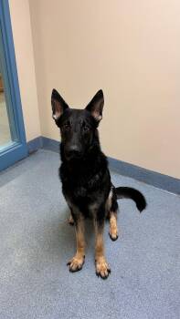German Shepherd Dog Dogs Available for Adoption - Shadow | PetCurious