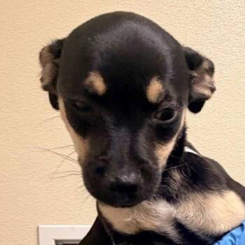 Kari -  Chihuahua Dog for Adoption in Walnut Creek, California - Kari | PetCurious