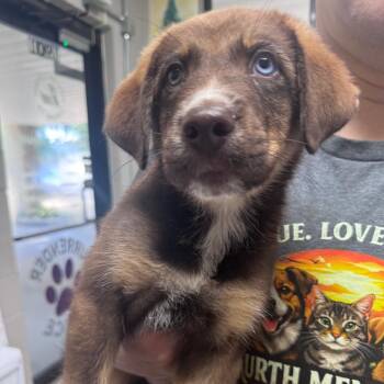 Mocha -  Mixed Breed Dog for Adoption in Lufkin, Texas - Mocha | PetCurious