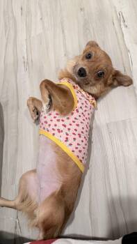 Gamja -  Jindo Dog for Adoption in San Diego, California - Gamja | PetCurious