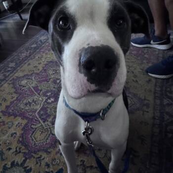 Taz -  Pit Bull Terrier Dog for Adoption in Mooresville, North Carolina - Taz | PetCurious