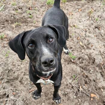 Labrador Retriever and Hound Dogs Available for Adoption in Umatilla, Florida - General *Trained* | PetCurious
