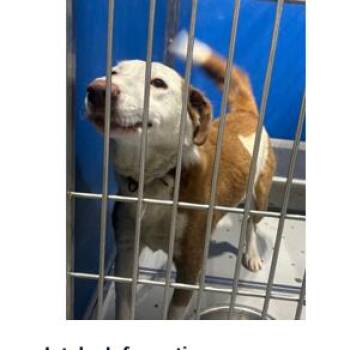 Border Collie and Mixed Breed Dogs Available for Adoption in Franklin, North Carolina - Luke | PetCurious