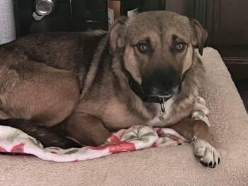 Shepherd Dogs Available for Adoption in Walker, Louisiana - April | PetCurious