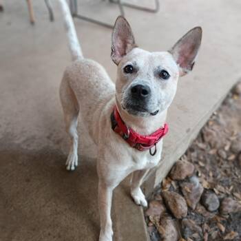Wally - Smart, Sweet, and Ready for Adventure -  Australian Cattle Dog Blue Heeler and Terrier Dog for Adoption in Houston, Texas - Wally - Smart, Sweet, And Ready For Adventure | PetCurious