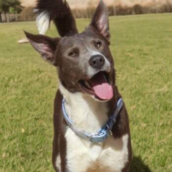 Akita and Labrador Retriever Dogs Available for Adoption in Kingman, Arizona - Heinekein | PetCurious