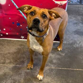 Rescue Labrador Retriever and Mixed Breed Dogs for Adoption in Show Low, Arizona - Brandy | PetCurious