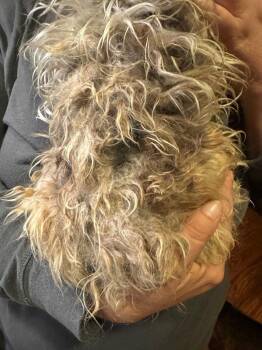 Yorkshire Terrier Dogs Available for Adoption - Mayzie | PetCurious