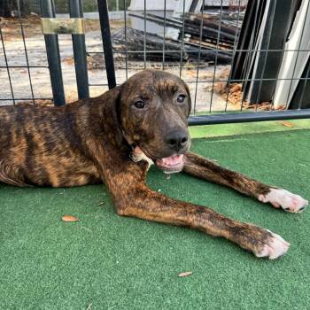 American Bulldog Dogs Available for Adoption in Lakeland, Florida - Britney | PetCurious