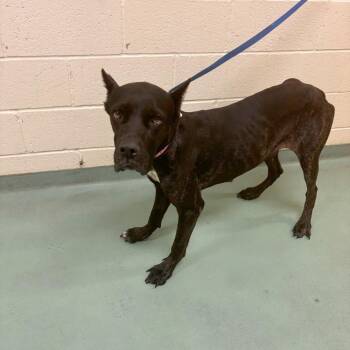 GEORGIA -  Mixed Breed Dog for Adoption in Memphis, Tennessee - GEORGIA | PetCurious
