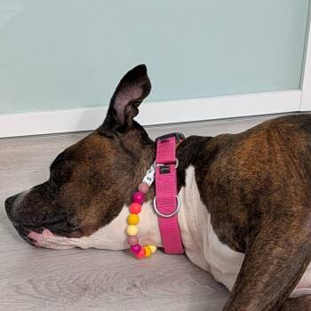Mixed Breed Dogs Available for Adoption in New York, New York - Sheba Love | PetCurious
