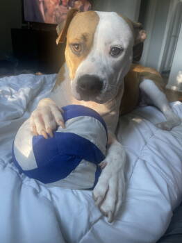 Rescue Pit Bull Terrier and Staffordshire Bull Terrier Dogs for Adoption - Lulu | PetCurious