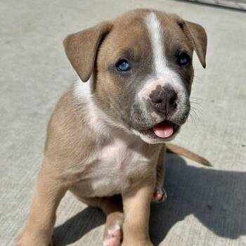January -  Mixed Breed Dog for Adoption in Matteson, Illinois - January | PetCurious