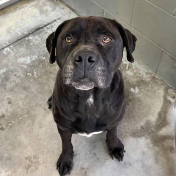 Arthur -  Cane Corso Dog Available for Adoption in Columbia, South Carolina - Arthur | PetCurious