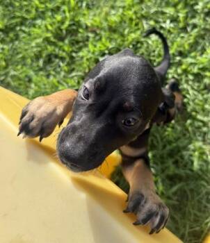Crystal -  Hound and Mixed Breed Dog for Adoption in Conway, South Carolina - Crystal | PetCurious
