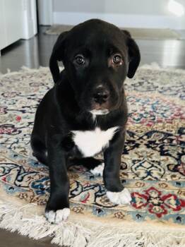 Rescue Mastiff Dogs for Adoption in Edmonton, Alberta - Talia | PetCurious