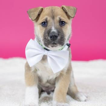 Mixed Breed Dogs Available for Adoption - Burbank | PetCurious