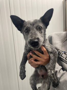 Australian Cattle Dog Blue Heeler Dogs Available for Adoption in Prineville, Oregon - Rex | PetCurious
