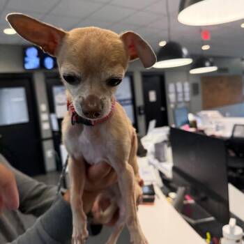 Mila -  Chihuahua Dog for Adoption in Allentown, Pennsylvania - Mila | PetCurious