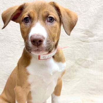 Anatolian Shepherd and Mixed Breed Dogs Available for Adoption in Parker, Colorado - 530 (2026) Penny | PetCurious