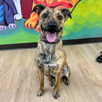 Suki -  Terrier Dog Available for Adoption in Lyndhurst, Virginia - Suki | PetCurious