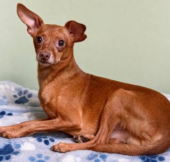 Cabot 9741 -  Chihuahua Dog for Adoption in Boca Raton, Florida - Cabot 9741 | PetCurious