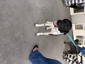 German Shorthaired Pointer Dogs Available for Adoption - Maddy | PetCurious