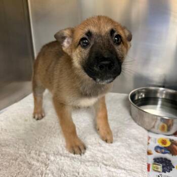 Millie -  Mixed Breed Dog for Adoption in Memphis, Tennessee - Millie | PetCurious