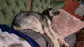 Poodle Dogs Available for Adoption in Boston, Massachusetts - Toshi | PetCurious