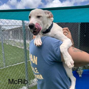 Strawberry Rhubarb -  Husky and Mixed Breed Dog for Adoption in Dayton, Ohio - Strawberry Rhubarb | PetCurious