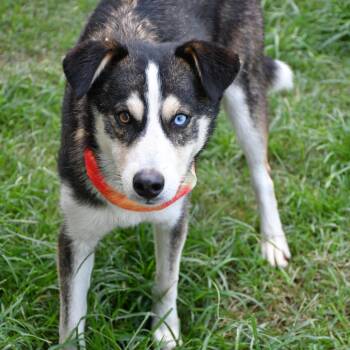 Scrub Daddy -  Husky Dog for Adoption in Beaumont, Texas - Scrub Daddy | PetCurious