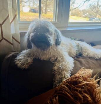 Asher -  Havanese Dog for Adoption in Kimberlin Heights, Tennessee - Asher | PetCurious