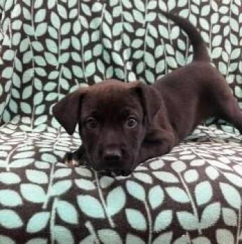 Retriever and Mixed Breed Dogs Available for Adoption in Atlanta, Georgia - Barracuda | PetCurious