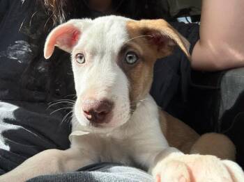 Raptor -  Australian Cattle Dog Blue Heeler Dog Available for Adoption in Colorado Springs, Colorado - Raptor | PetCurious
